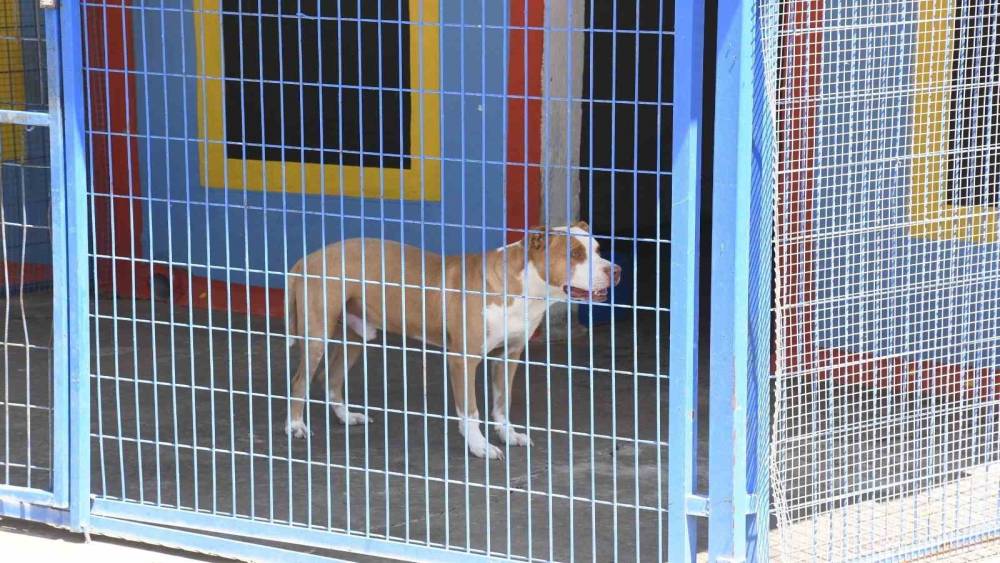 Pitbull cinsi köpek, Kuşadası Belediyesi’nin ellerinde hayata tutundu